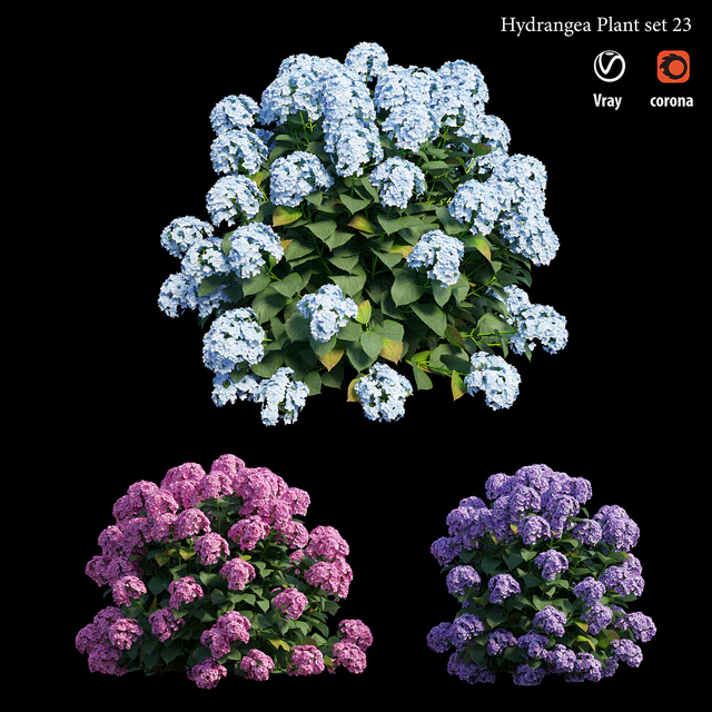 Hydrangea Plant set 23 — Скачать