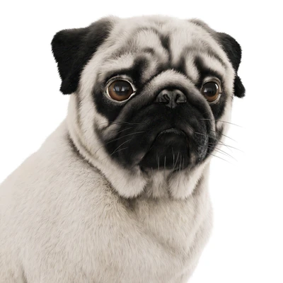 Realistic pug dog — Ver 5