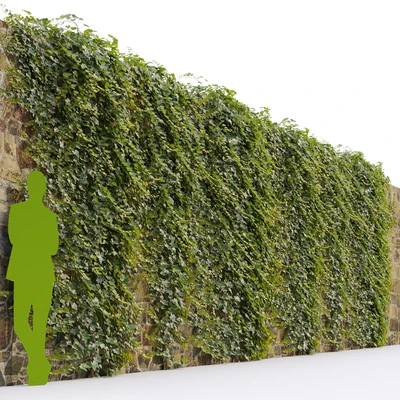 Ivy / Hedera helix #3 — Ver 6