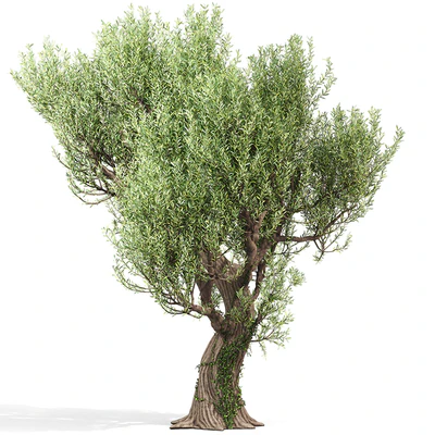 Olive Tree With Vines — Ver 1