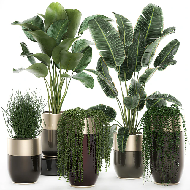 Collection of plants in gold pots Godwin Longhi with hanging, Banana, calathea, Krestovnik, Strelitzia. Set 706. — Descargar