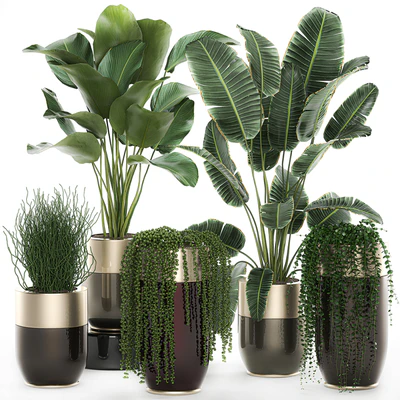 Collection of plants in gold pots Godwin Longhi with hanging, Banana, calathea, Krestovnik, Strelitzia. Set 706. — Ver 1