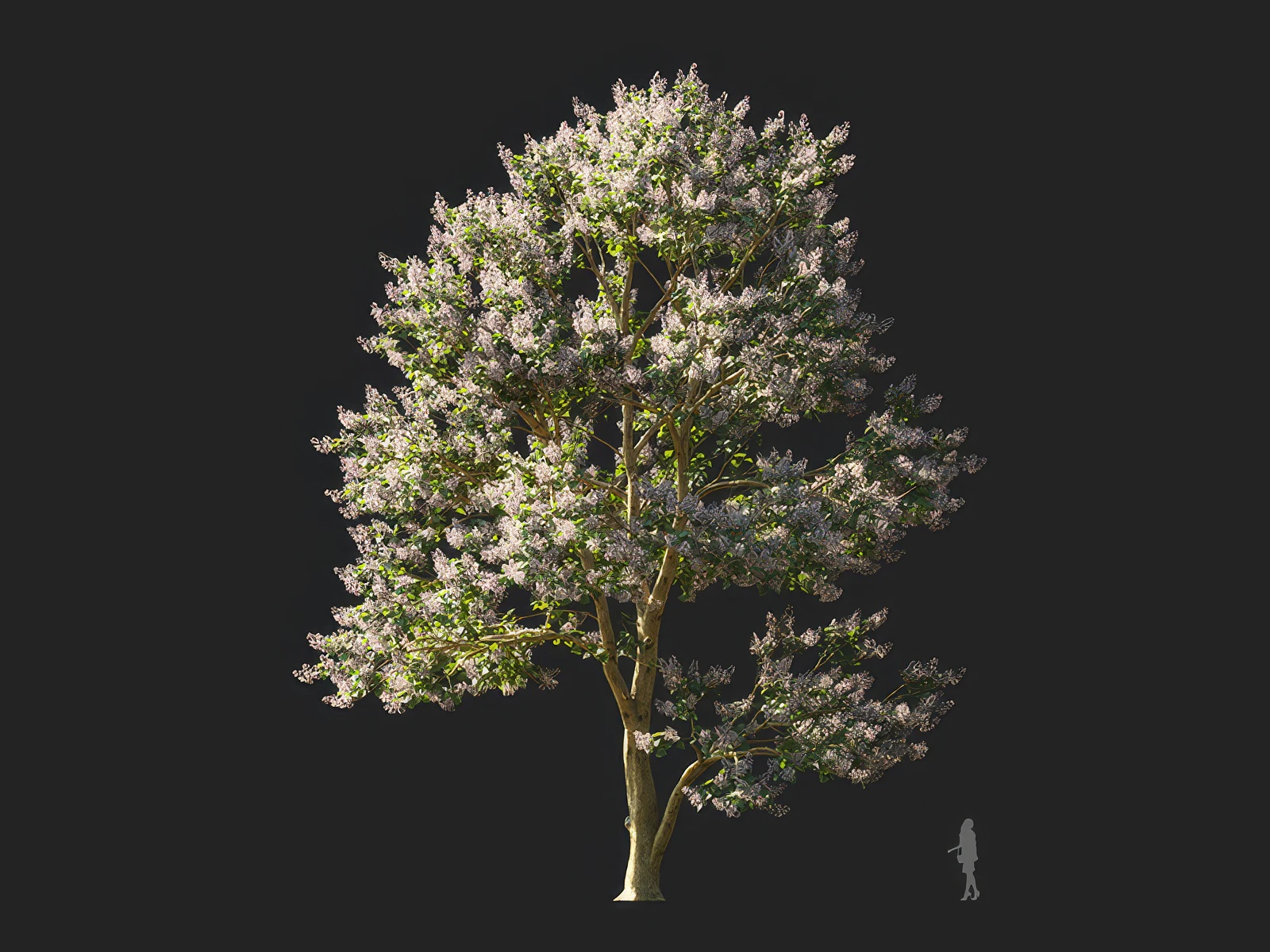 paulownia elongata 001 — Скачать