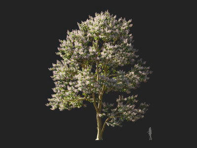 paulownia elongata 001 — download