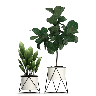 A collection of plants in modern white pots on legs with a small tree Ficus lirata, Philodendron, banana. Set 460.s — View 4