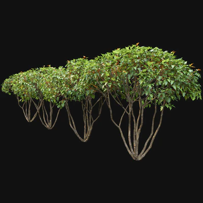 Acer — Вид 5