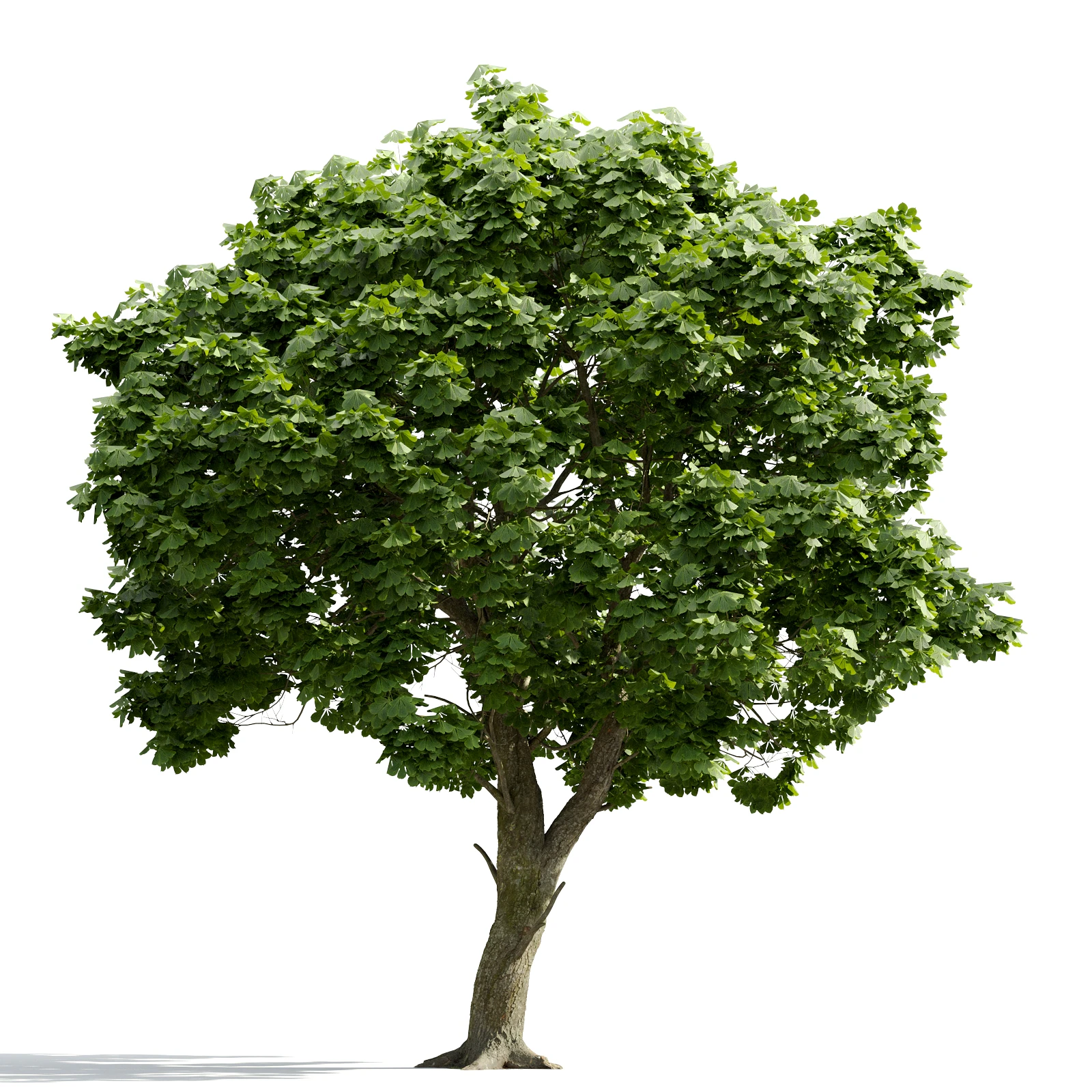 trees and barks 004 — Descargar