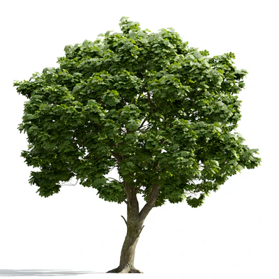 trees and barks 004 — Descargar