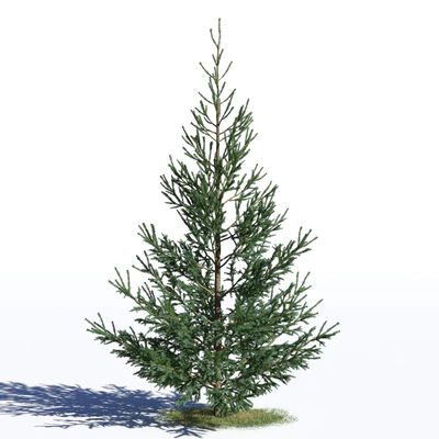 coniferous trees 027 — Скачать