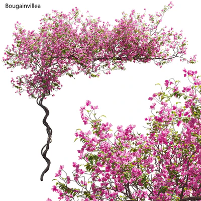 Bougainvillea 11 — Вид 1