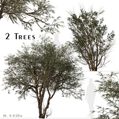 Set of Ghaf Tree (Prosopis cineraria) (2 Trees) — Ver 1