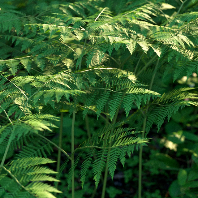 Forest grass — Descargar
