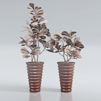 Red Croton — Вид 2