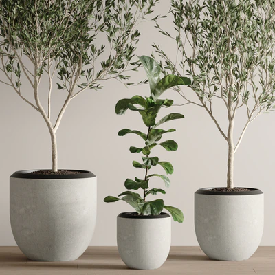 indoor plant set 43 — Ver 4