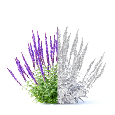 Шалфей дубравный цветы | Salvia nemorosa — Вид 3