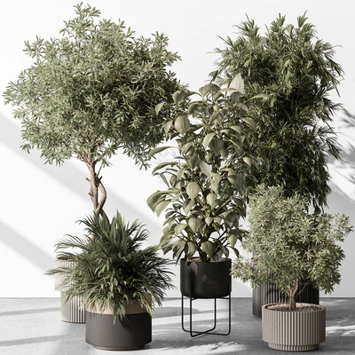 Indoor Plant 531 -Tree in Pot — Ver 1