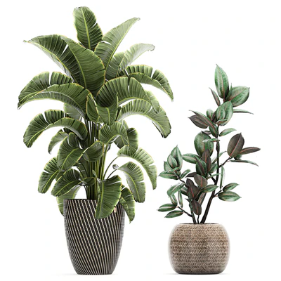 Collection of plants in baskets with banana palm, monstera Strelitzia, Hovea, Scheffler, ficus Abidjan. Set 778 — Ver 4