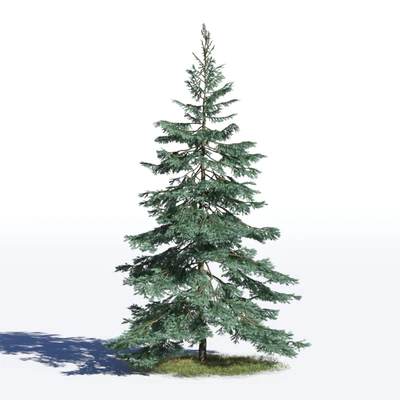 coniferous trees 024 — Скачать