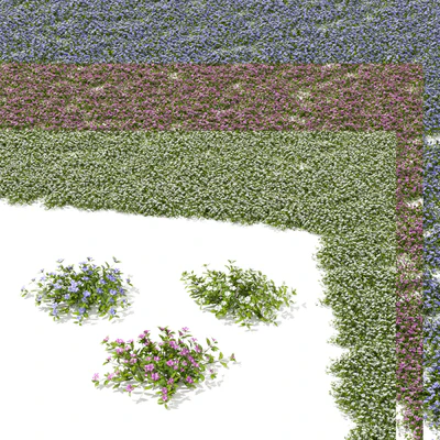 Барвинок малый кусты | Vinca minor — Вид 5