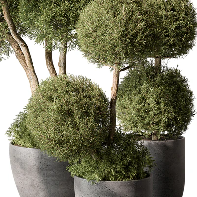 Outdoor Plant Set 414 - Topiary Ball Plant in Pot (Vray) — Ver 4