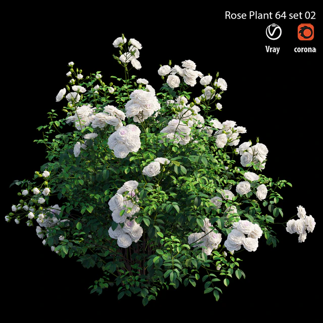 Rose plant 64 set 02 — Скачать