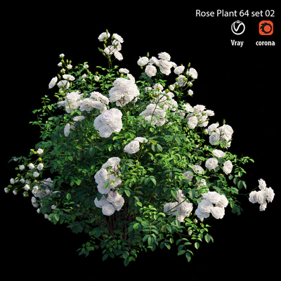 Rose plant 64 set 02 — Вид 5