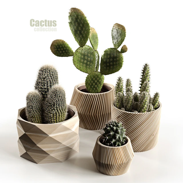 Cactus collection — Скачать