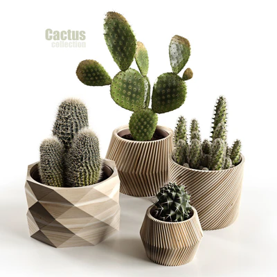 Cactus collection — Вид 1