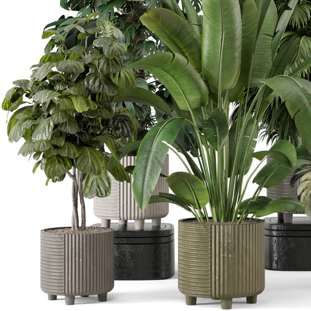 Indoor Planters in Cecilia Ficonstone Pot - Set 969 — Descargar