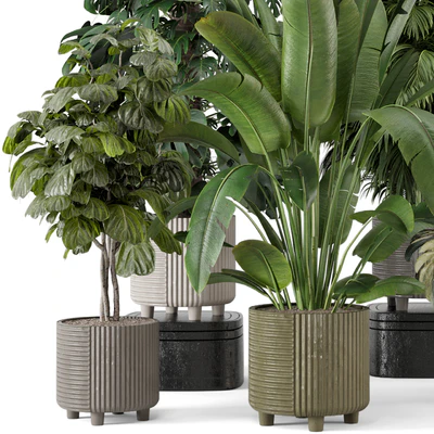 Indoor Planters in Cecilia Ficonstone Pot - Set 969 — Ver 5