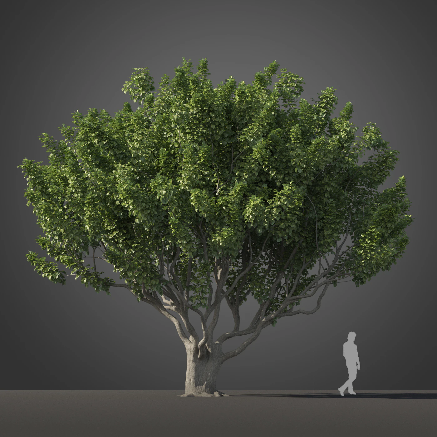 subtropical trees 026 — Descargar
