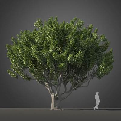 subtropical trees 026 — Descargar