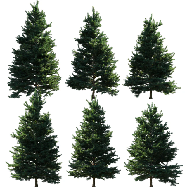 Abies Concolor 6 - 7m — Descargar