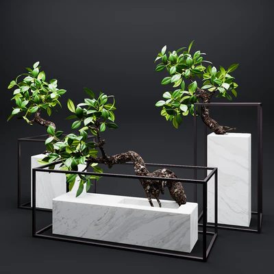 Set of mangrove branches in a vases — Вид 1