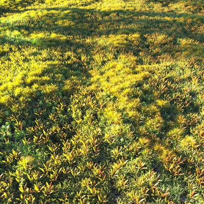 Grass set 2 — Вид 5