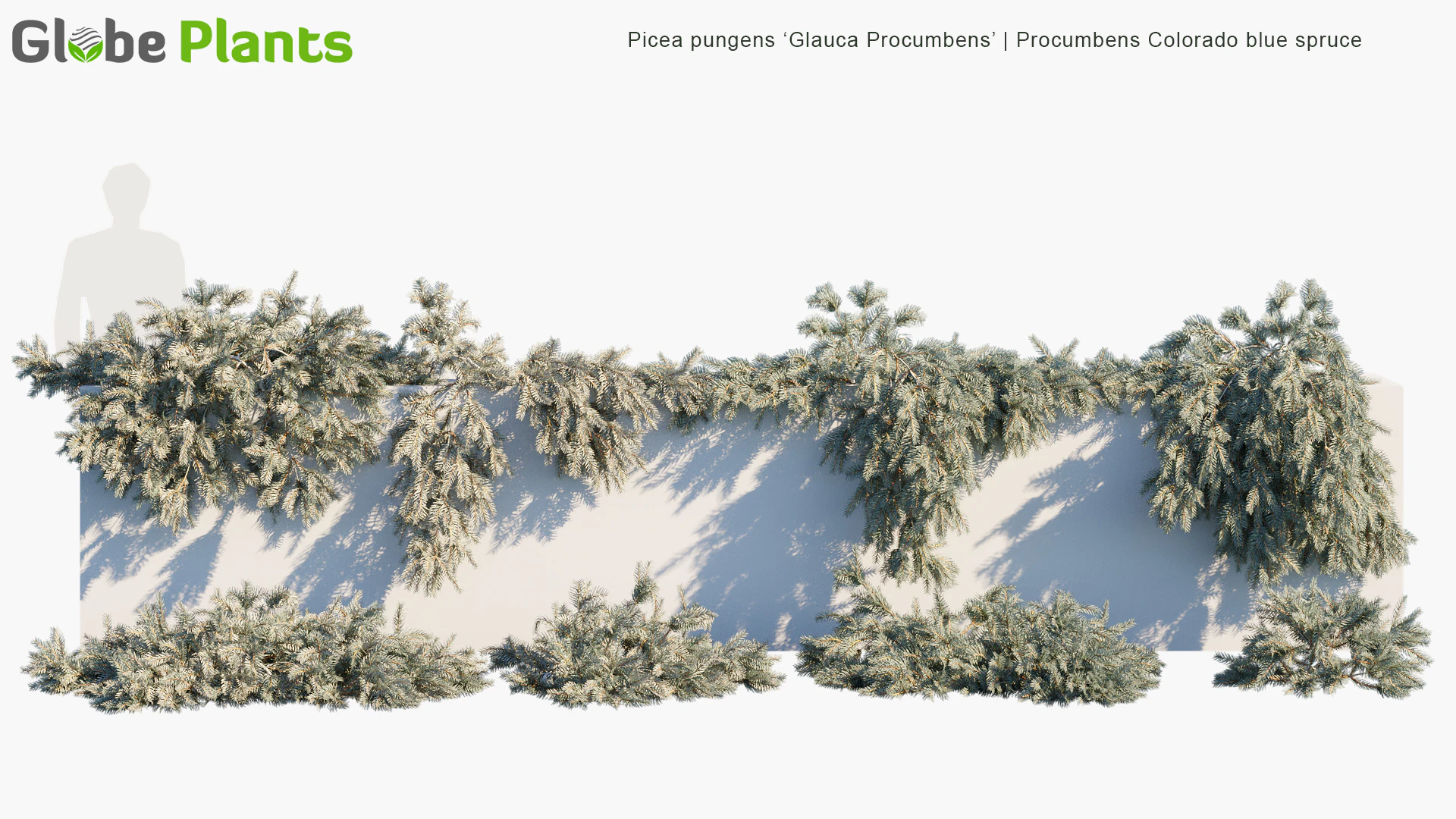 picea pungens glauca procumbens — Скачать