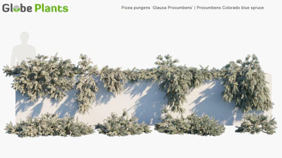 picea pungens glauca procumbens — download
