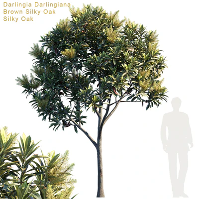 Darlingia Darlingiana | Brown Silky Oak — Ver 1