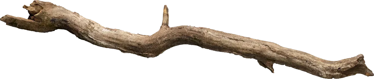 oak tree branch 001 — Descargar