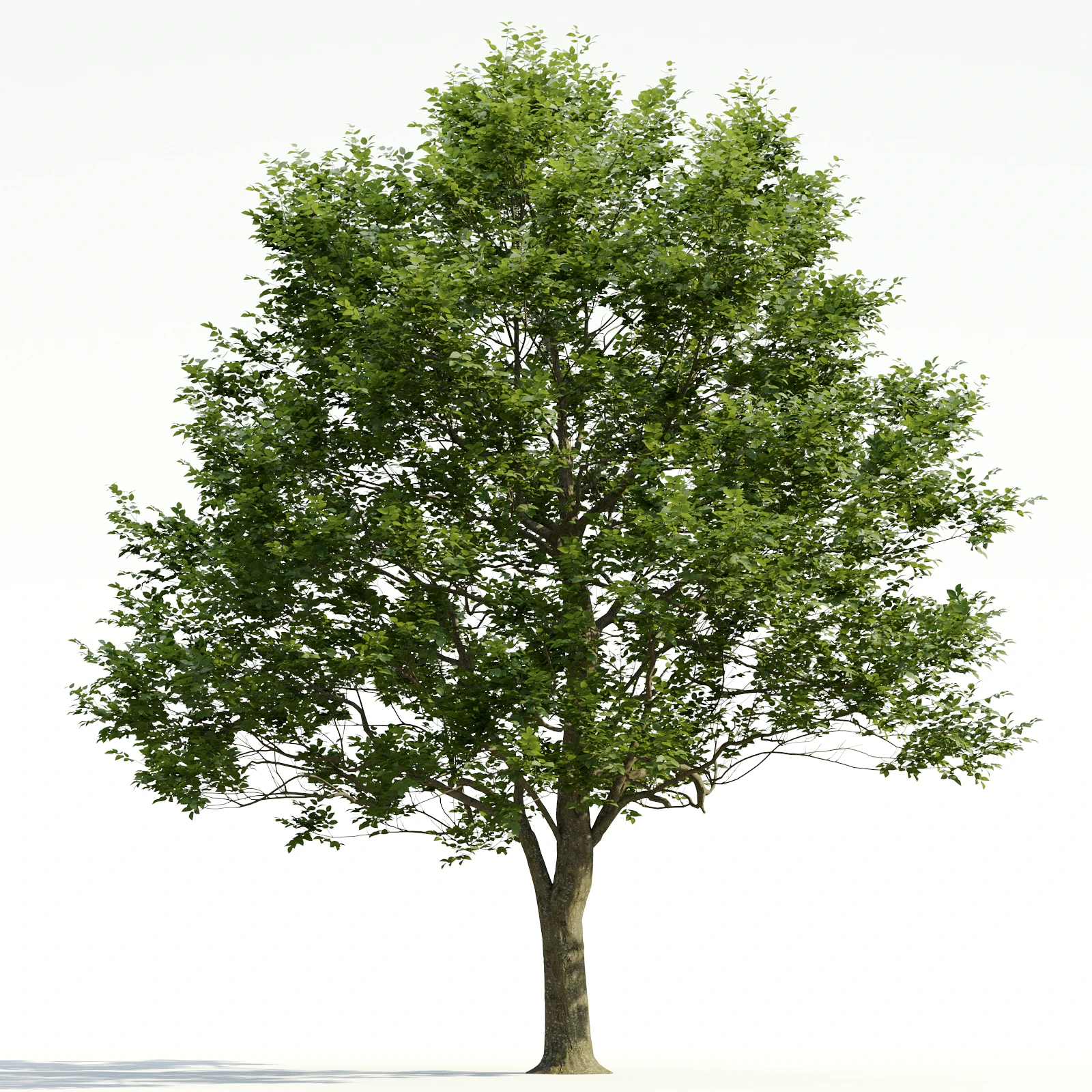 trees and barks 030 — Descargar
