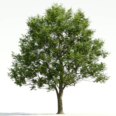 trees and barks 030 — Descargar