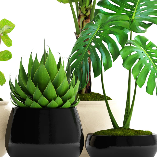 A collection of plants in pots. 45. Banana palm, Lyre ficus, Agave, Yucca, Monstera, ornamental plants, flowerpot, pot, flower — Descargar
