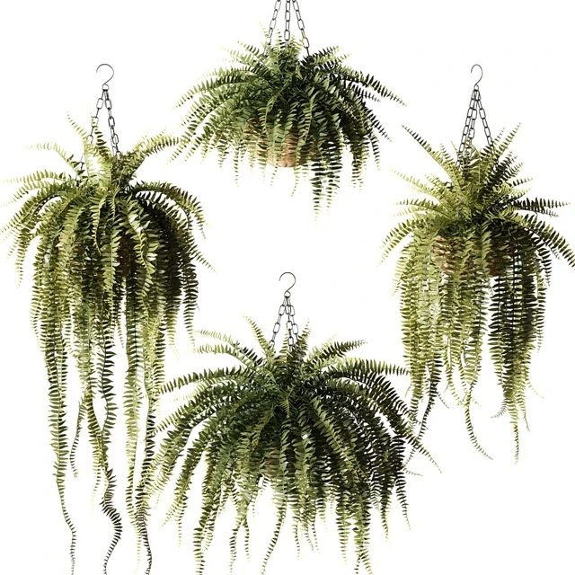 Ampel plants Nephrolepis sublime in wicker hanging pots — Download