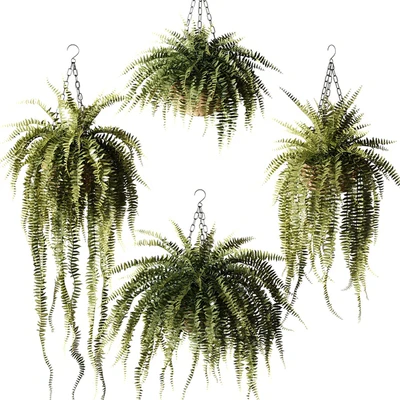 Ampel plants Nephrolepis sublime in wicker hanging pots — Download