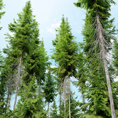 Abies guatemalensis — Ver 2