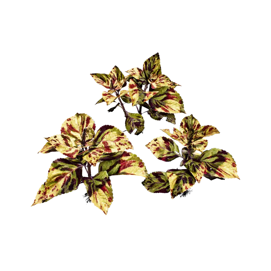 common coleus 002 — Descargar