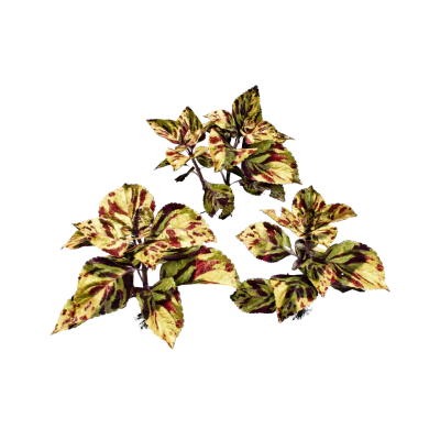 common coleus 002 — Descargar