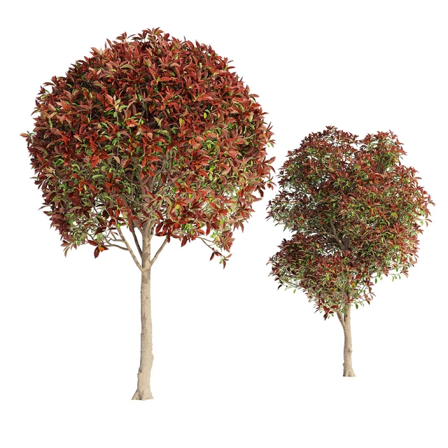 Фотиния фразера Ред Робин (Photinia fraseri Red Robin) — Скачать