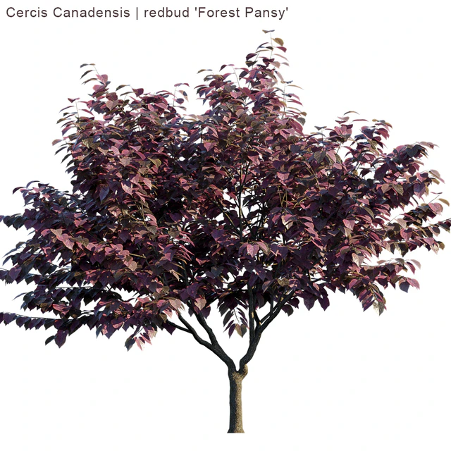 Cercis Canadensis | redbud "Forest Pansy" — Скачать