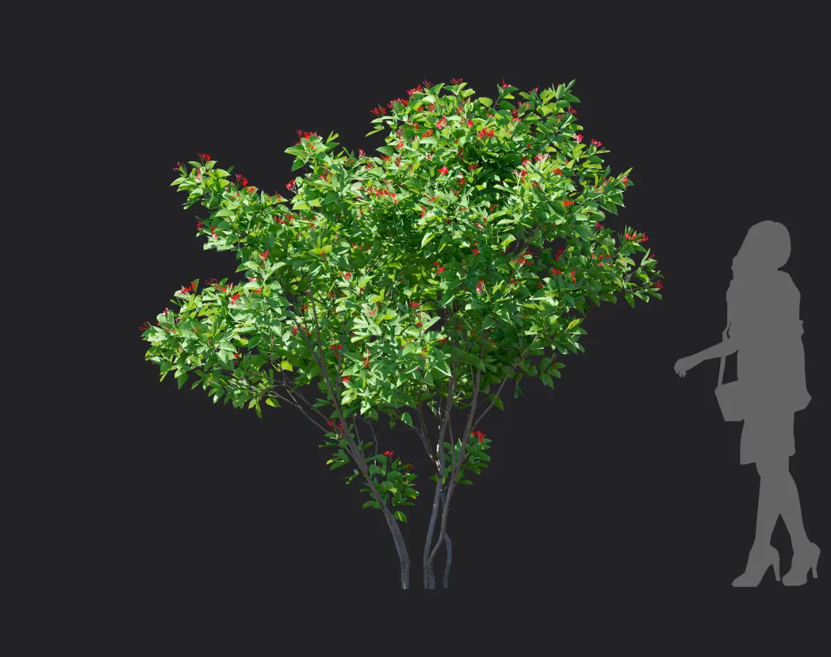 jatropha integerrima 006 — Скачать